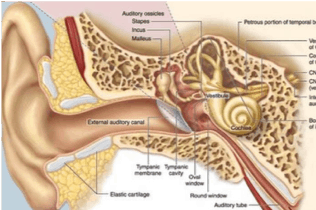 telinga
